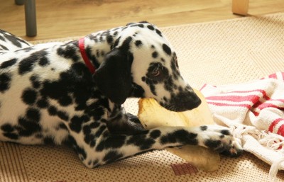 Rinderohr für Hunde