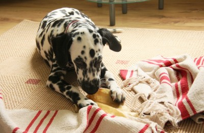 Rinderohr für Hunde