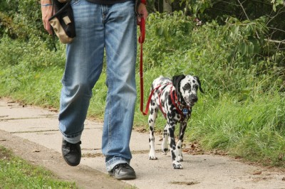 Leinenführigkeit mit Clicker