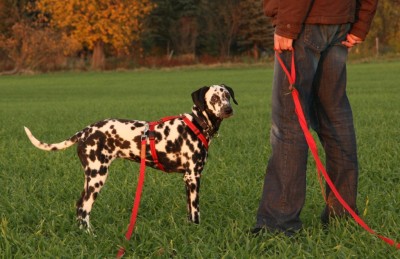 7 Monate alter Dalmatiner-Junghund