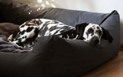 Dalmatiner Angie