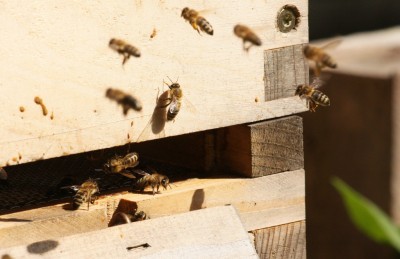 Bienen am Flugloch