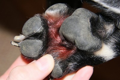 Malassezien an Pfote vom Hund