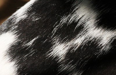 Fettig Hundfell mit Schuppen