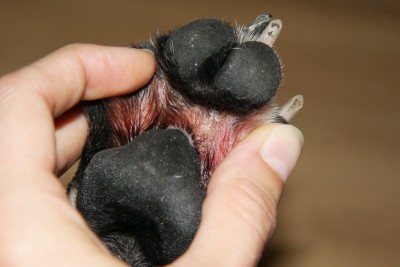 Entzündete Pfote beim Hund