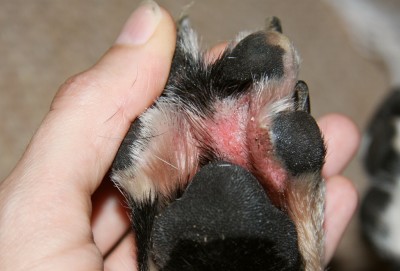 Entzündete Pfote beim Hund