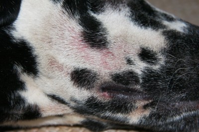 Wundgekratzes Gesicht beim Hund