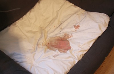 Wundflüssigkeit im Hundebett