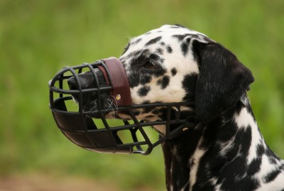 Maulkorb "Lassie" von Sofahund