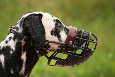 Dalmatiner mit Maulkorb