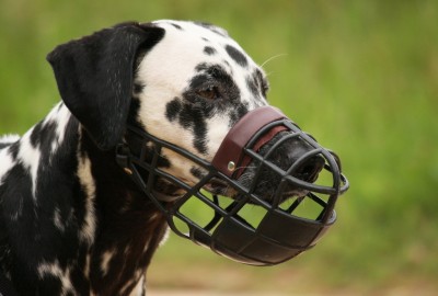 Maulkorb "Lassie" von Sofahund