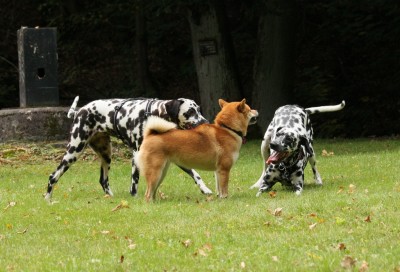 Angie, Kazumi und Alma
