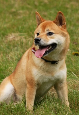 Shiba Inu Kazumi