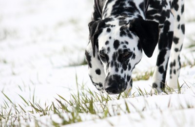 Hundespuren im Schnee