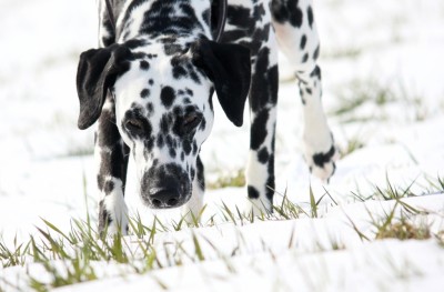 Hundespuren im Schnee