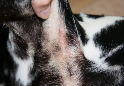 Atopische Dermatitis - Bakterien und Pilzbefall Achsel links