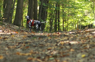 Waldspaziergang