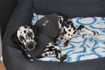 Thundershirt