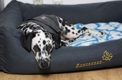 Thundershirt