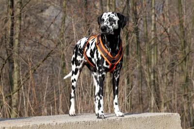 Dalmatiner Angie 3 Jahre
