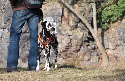 Herrchen und Hund