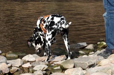 Mist! Leckerchen im Wasser