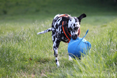 Mein Fischi-Ball