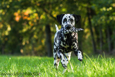 Angie 3,5 Jahre alt