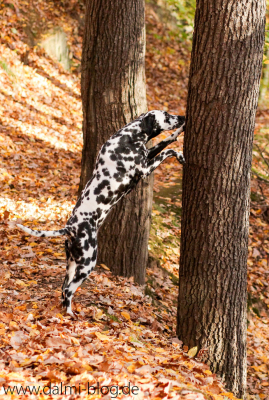Dogfitness