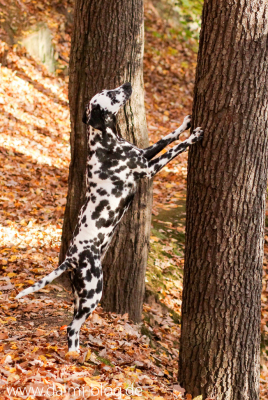 Dogfitness