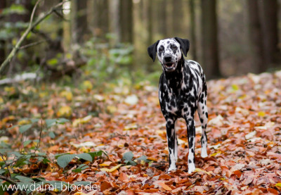 Herbstfeeling