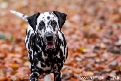 Herbstfeeling