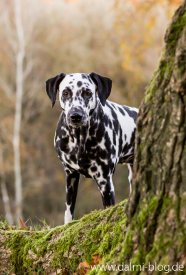 Zu später Stunde im Wald