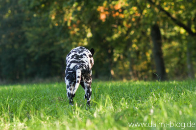 Personensuche ohne Leine