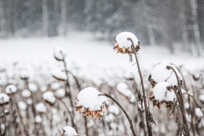 Schneekappen