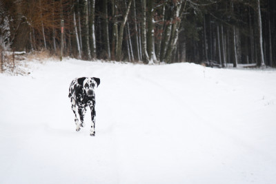 Angie im Schnee