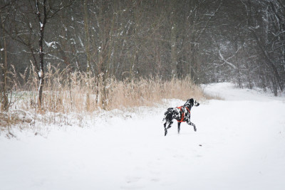 Winterspaziergang