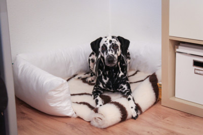 Kochfestes Hundebett für Angie