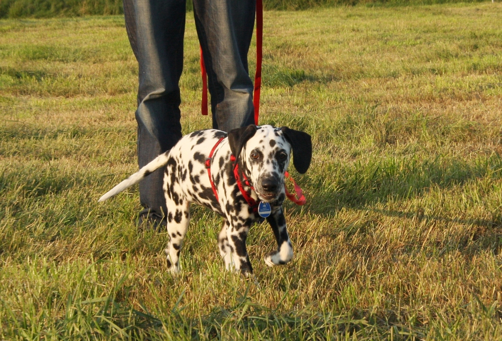 Angie beim Spaziergang