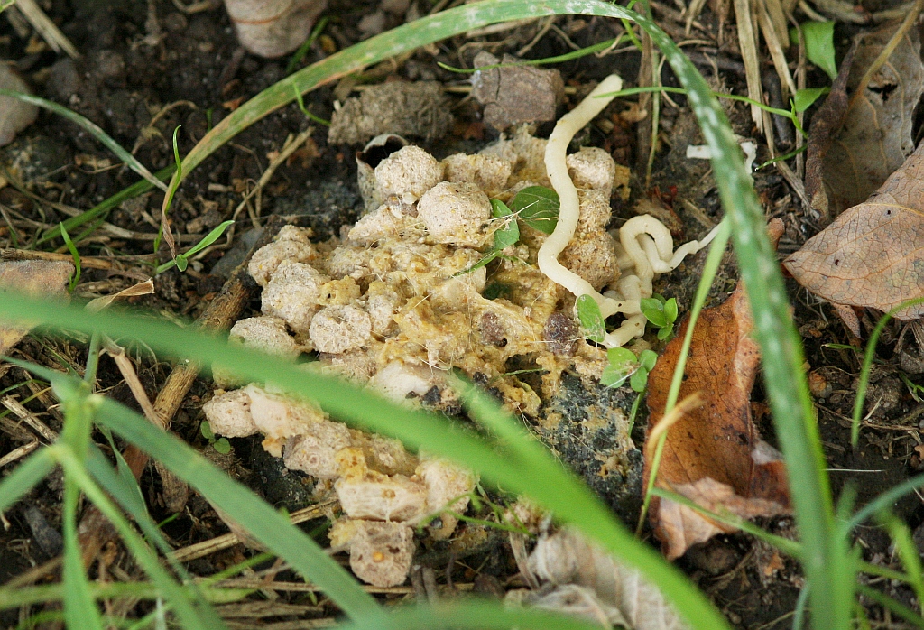 Gurkenkernbandwürmer (Dipylidium caninum)