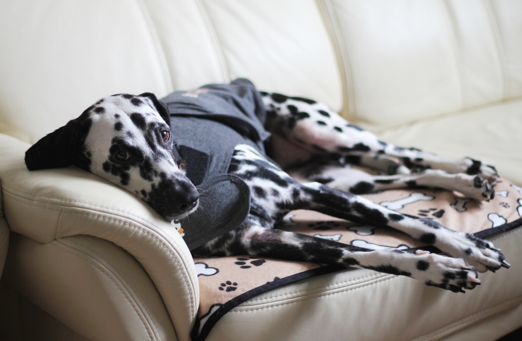 Schlummern auf dem Sofa