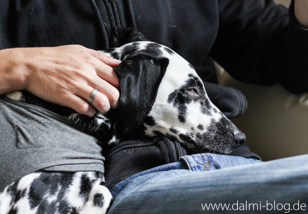 Sofahund