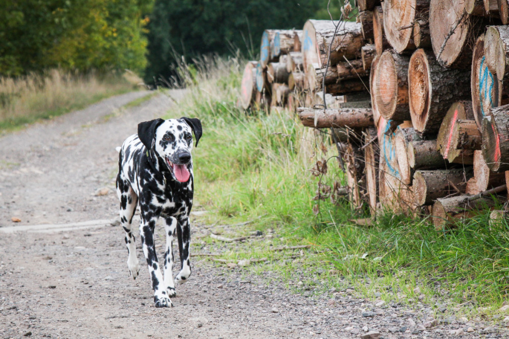 Allergien beim Hund was du lieber nicht glauben solltest DalmiBlog
